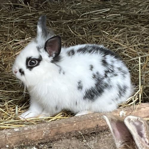 Adorables bébés lapins nains à adopter #8