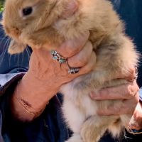 Adorables bébés lapins nains à adopter #2