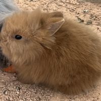 Adorables bébés lapins nains à adopter #5