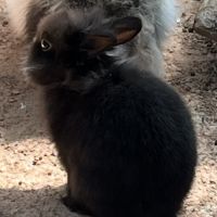 Adorables bébés lapins nains à adopter #7
