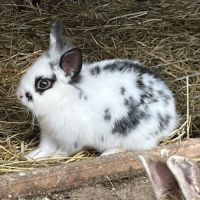 Adorables bébés lapins nains à adopter #8