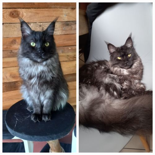 Maine coon parent loof #2