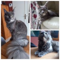 Maine coon parent loof