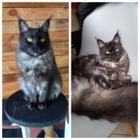 Maine coon parent loof #2