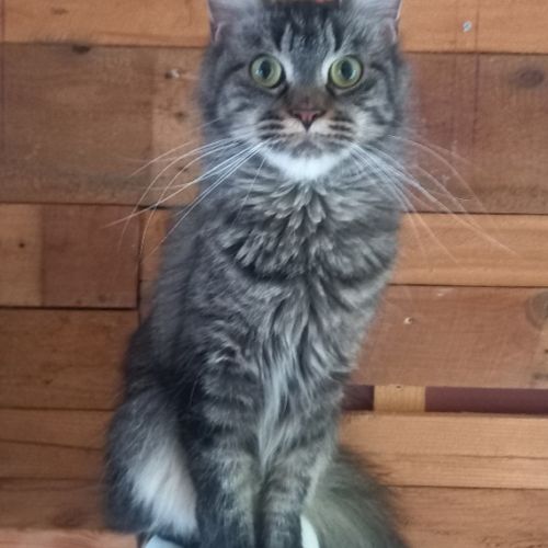 Chat maine coon #0