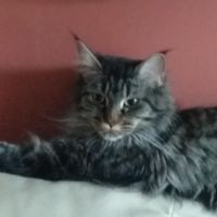 Chat maine coon #1