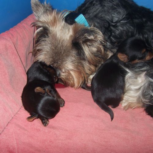 Magnifique chiots yorkshire terrier male #2