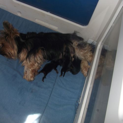 Magnifique chiots yorkshire terrier male #3