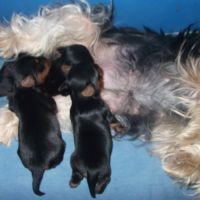 Magnifique chiots yorkshire terrier male