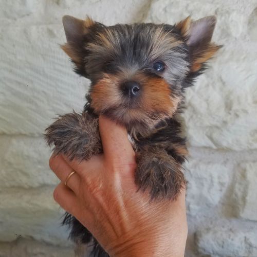 Magnifique bébé mâle yorkshire dépt 86 #1