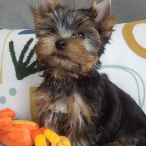 Magnifique bébé mâle yorkshire dépt 86 #3