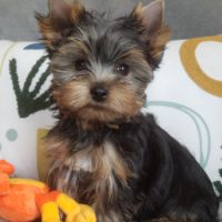 Magnifique bébé mâle yorkshire dépt 86