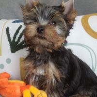 Magnifique bébé mâle yorkshire dépt 86 #3
