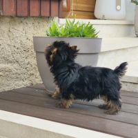 Magnifique bébé mâle yorkshire dépt 86 #4