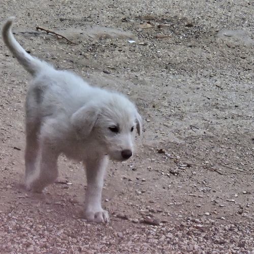 À réserver : magnifiques chiots croisés berger bla #2