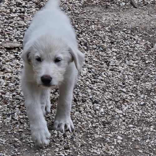 À réserver : magnifiques chiots croisés berger bla #3