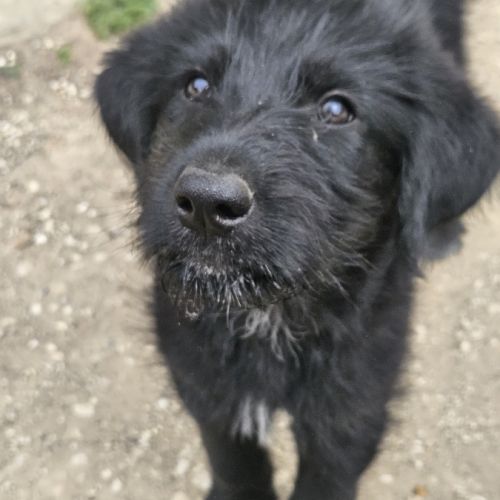 À réserver : magnifiques chiots croisés berger bla