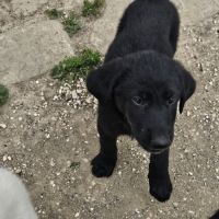 À réserver : magnifiques chiots croisés berger bla #1