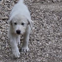 À réserver : magnifiques chiots croisés berger bla #3
