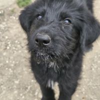 À réserver : magnifiques chiots croisés berger bla #0