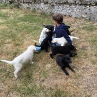 À réserver : magnifiques chiots croisés berger bla #5