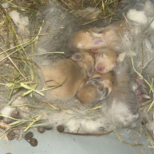 Jeune lapin nain #0