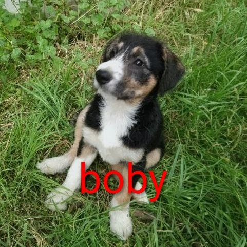 Vend chiot mâle border collie croisé