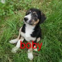 Vend chiot mâle border collie croisé