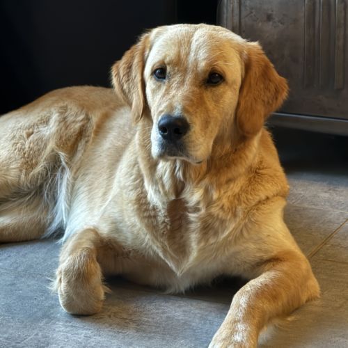 Deux chiots lof golden retriever sable à vendre #3