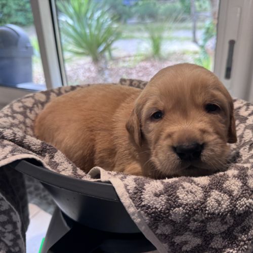 Deux chiots lof golden retriever sable à vendre #2