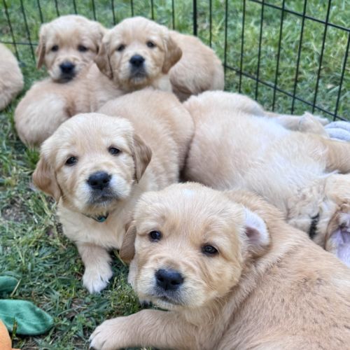 Deux chiots lof golden retriever sable à vendre #3