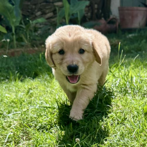 Deux chiots lof golden retriever sable à vendre #6