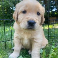 Deux chiots lof golden retriever sable à vendre #1