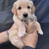Deux chiots lof golden retriever sable à vendre #8