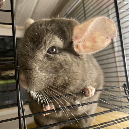 Chinchilla
