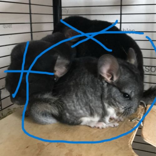 Chinchilla #5
