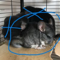 Chinchilla #5