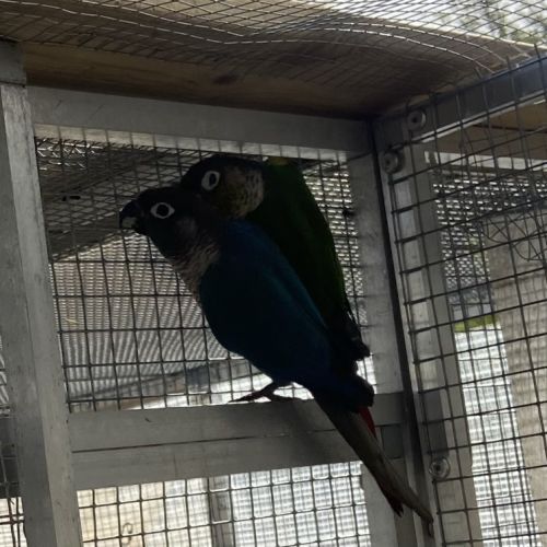 Couple conure molina