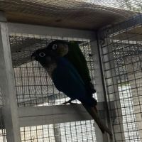 Couple conure molina #0