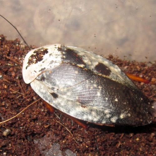 Gyna caffrorum - chrome roaches - blattes fantômes #2