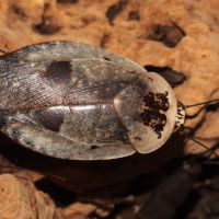 Gyna caffrorum - chrome roaches - blattes fantômes #1