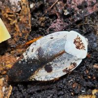 Gyna caffrorum - chrome roaches - blattes fantômes #0