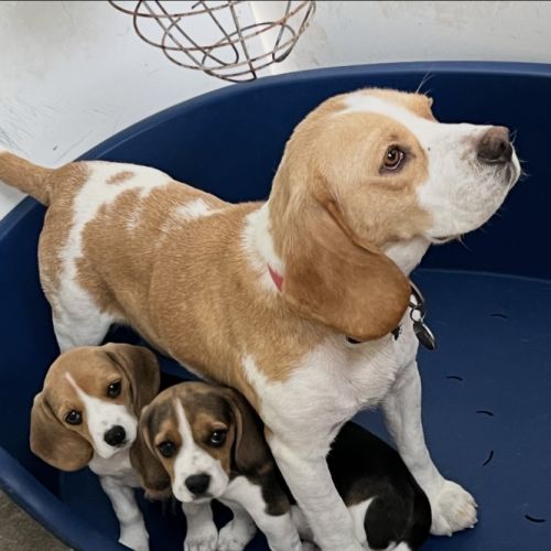 Chiot beagles #0