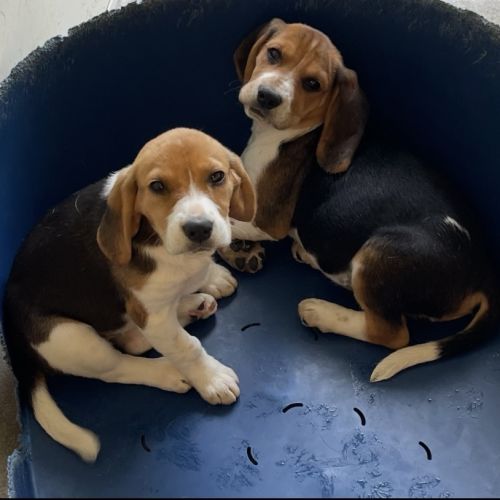 Chiot beagles #3