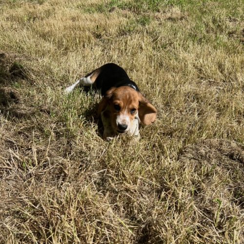 Chiot beagles #4