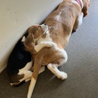 Chiot beagles #1