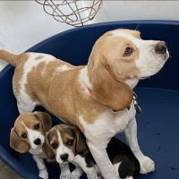 Chiot beagles