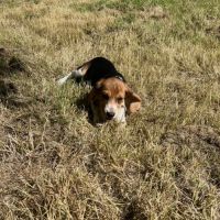 Chiot beagles #4