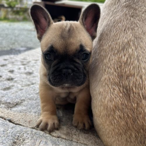 Chiot bouledogue français #2