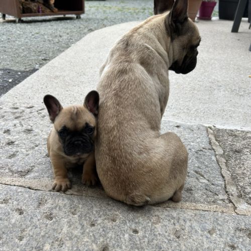 Chiot bouledogue français #3